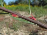 Salix elbursensis. Часть побега. Краснодарский край, Абинский р-н, г. Абинск, берег р. Абин. 01.10.2016.