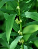 Polygonatum verticillatum