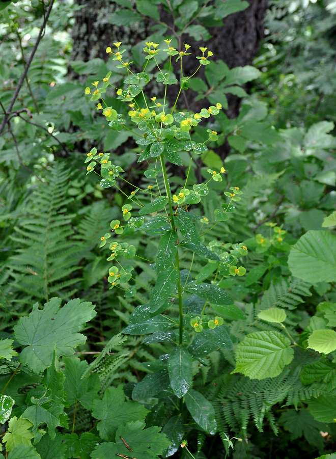 Image of Euphorbia stricta specimen.