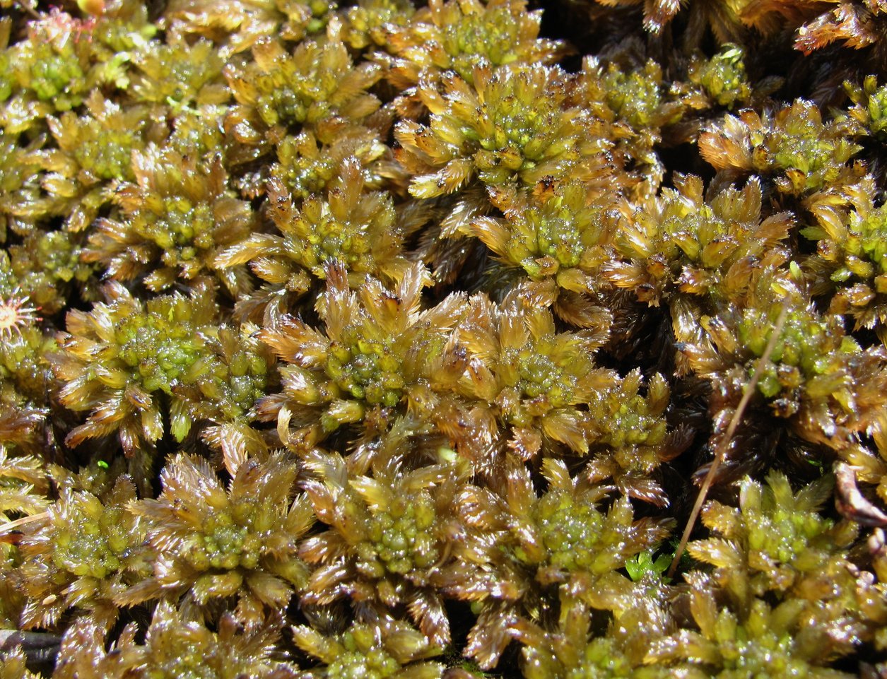 Image of genus Sphagnum specimen.