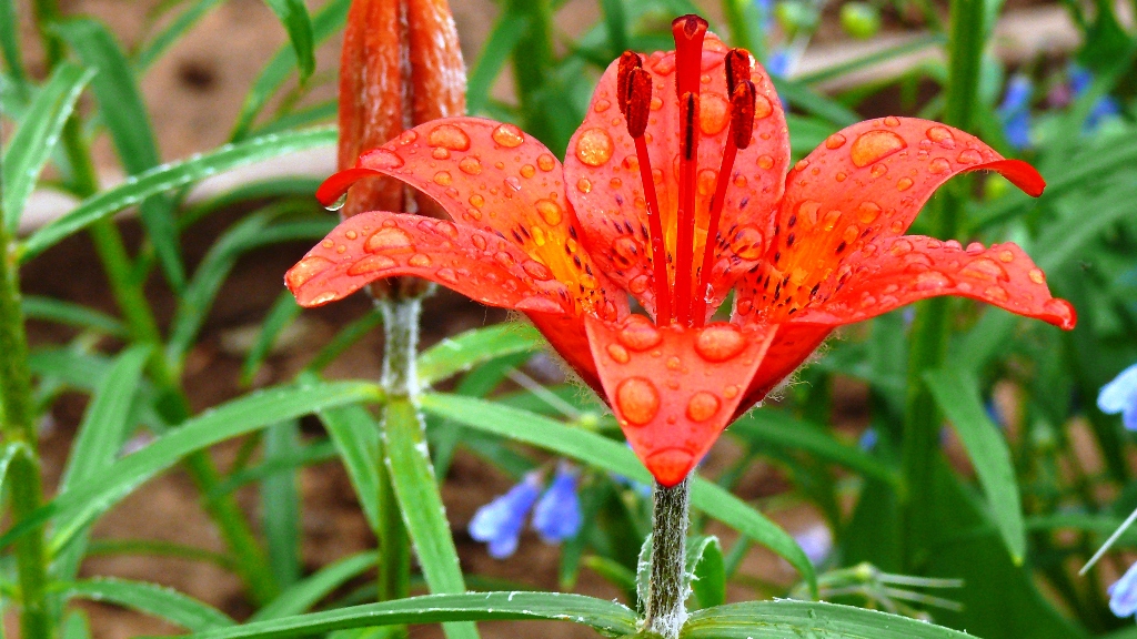 Изображение особи Lilium pensylvanicum.