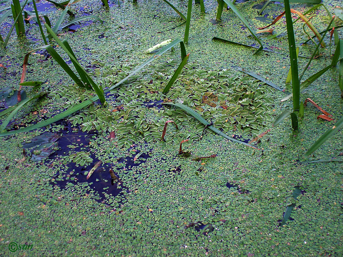 Image of Salvinia natans specimen.