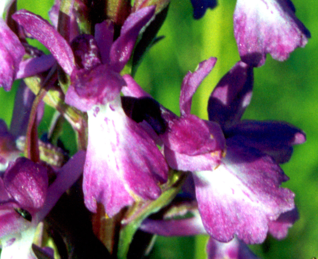 Изображение особи Anacamptis laxiflora ssp. elegans.