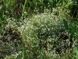 Galium uliginosum