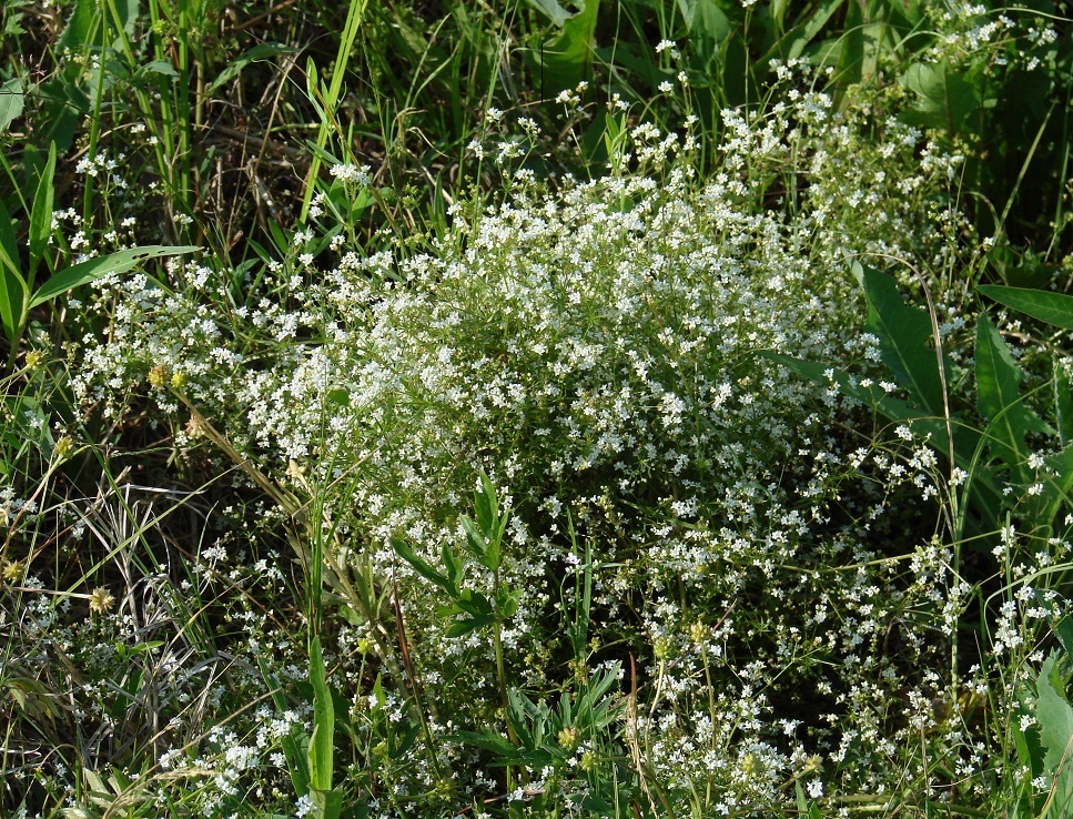 Изображение особи Galium uliginosum.