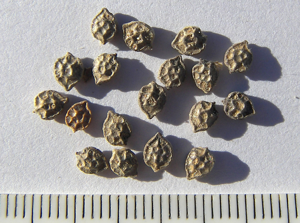 Image of Passiflora morifolia specimen.