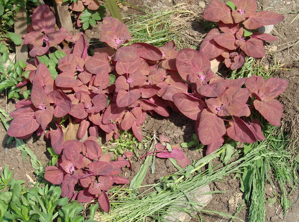 Image of Atriplex hortensis specimen.