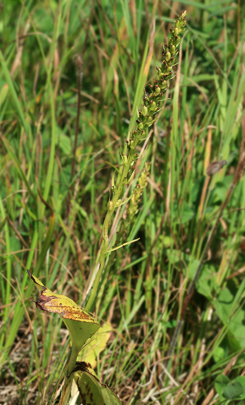 Изображение особи Platanthera ditmariana.