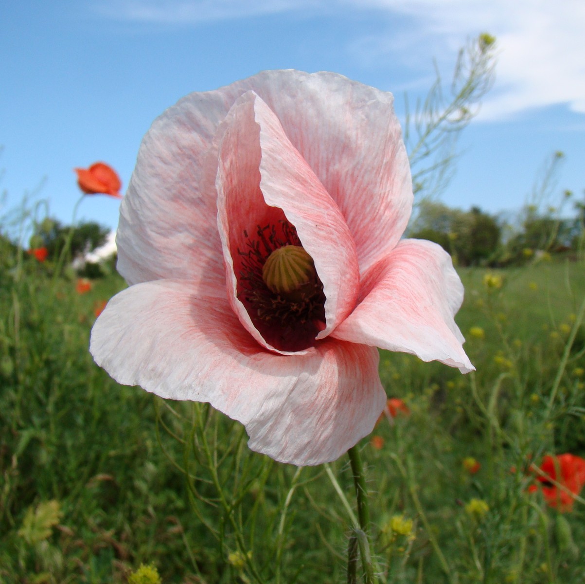 Изображение особи Papaver rhoeas.