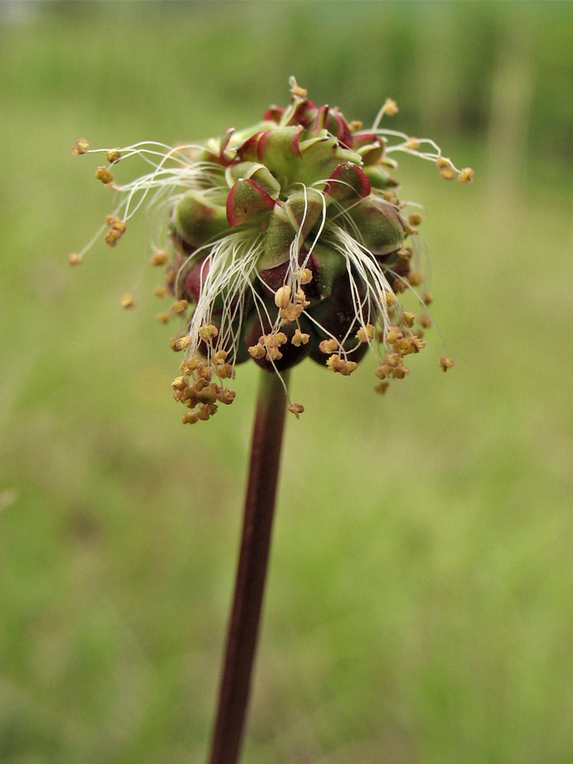 Изображение особи Poterium sanguisorba.