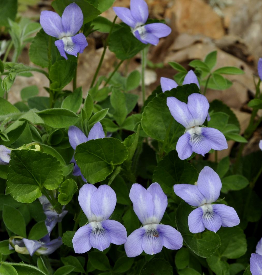 Изображение особи Viola riviniana.