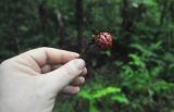 Ficus uncinata. Соцветие (сиконий). Малайзия, остров Борнео, провинция Сабах, склон горы Трас-Мади, тропа в джунглях, тропический дождевой лес. 23 февраля 2013 г.