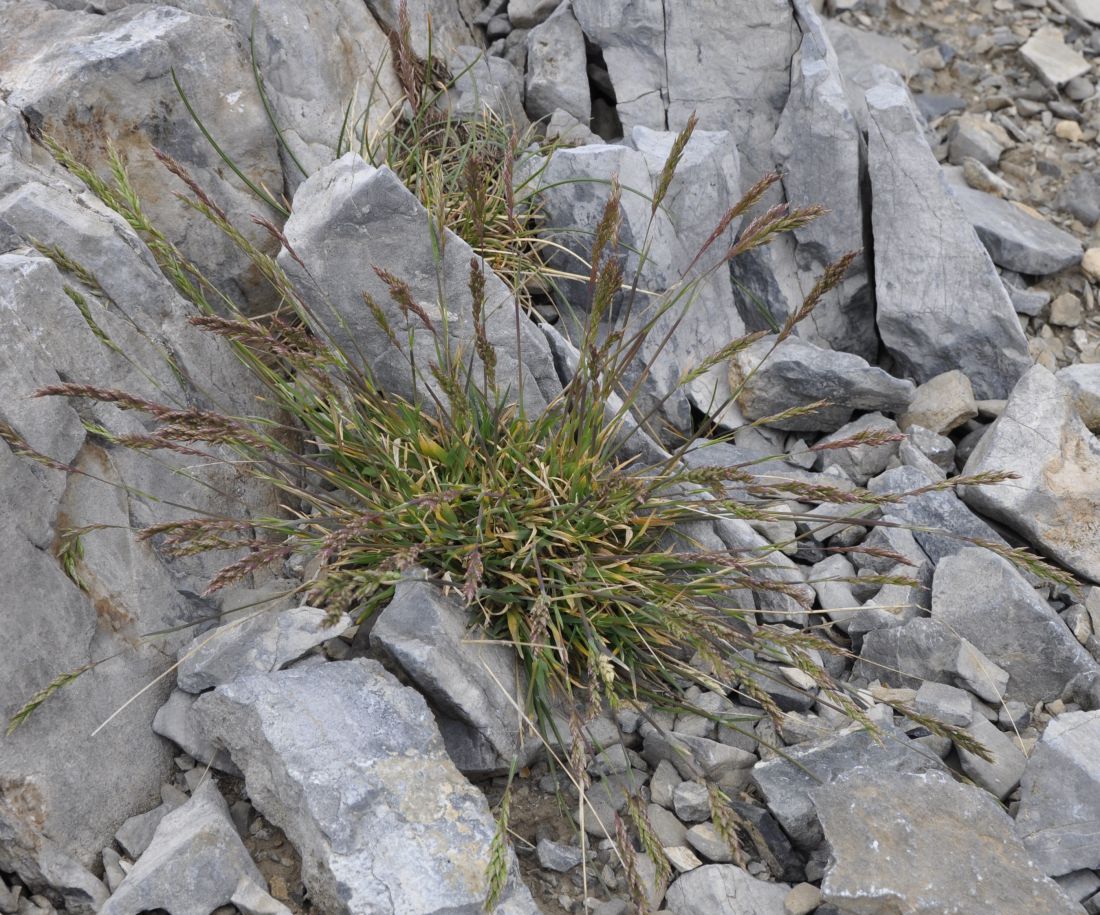 Image of Poa thessala specimen.