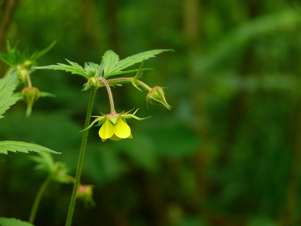 Image of Geum &times; intermedium specimen.