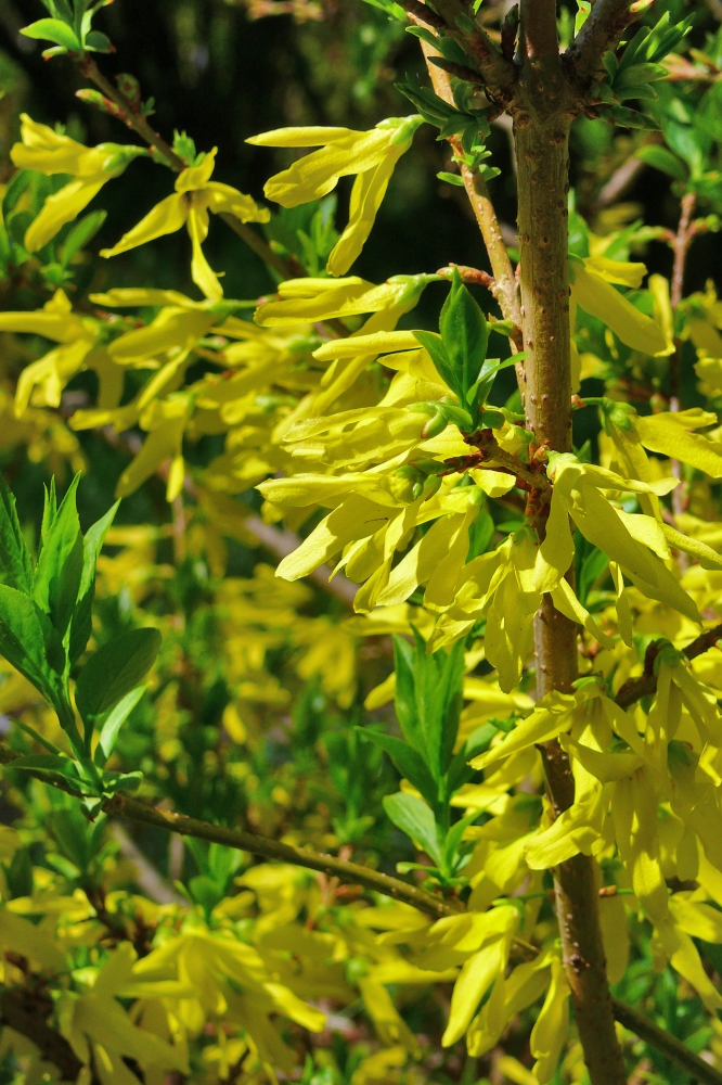 Изображение особи род Forsythia.