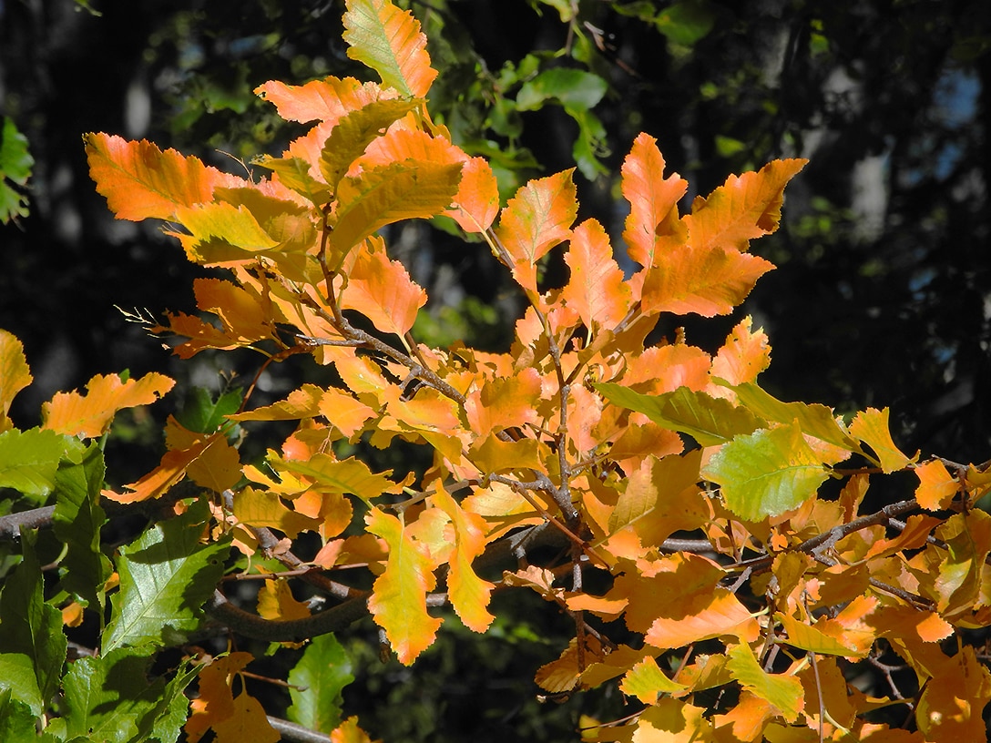 Изображение особи Nothofagus obliqua.