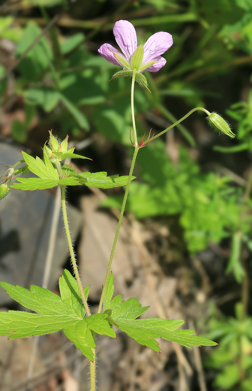 Изображение особи Geranium maximowiczii.