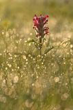 Pedicularis dasystachys