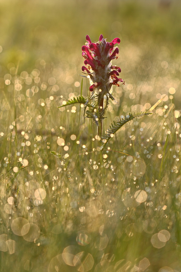 Image of Pedicularis dasystachys specimen.