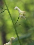 Aconitum ranunculoides