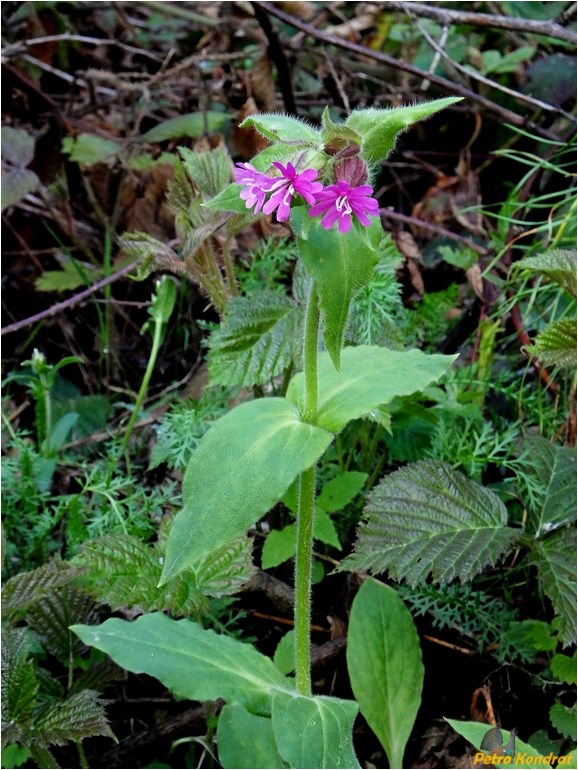 Изображение особи Melandrium dioicum.