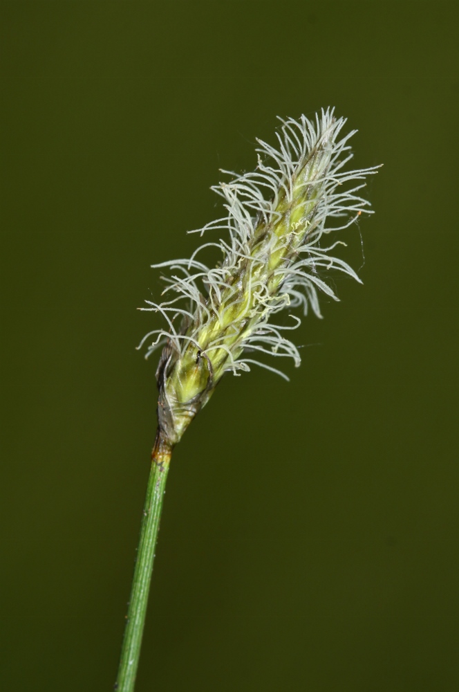 Изображение особи Eriophorum russeolum.