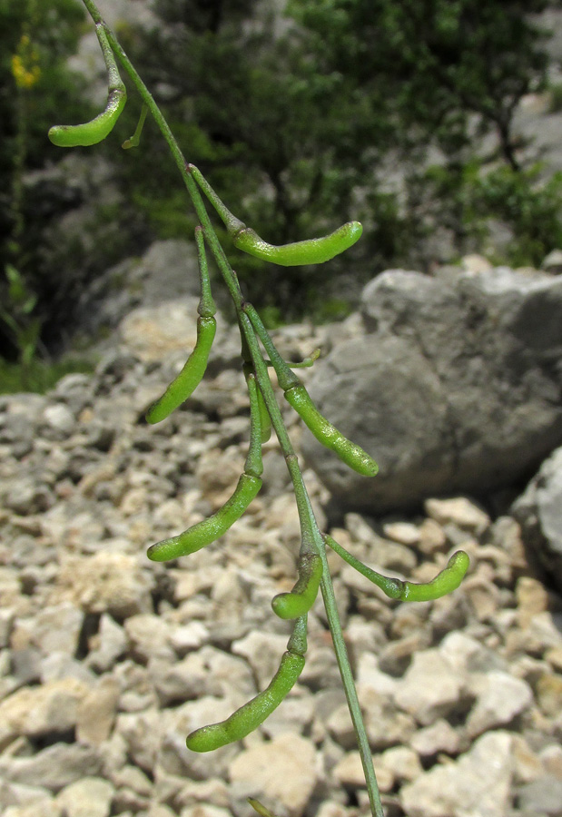 Image of Sobolewskia sibirica specimen.