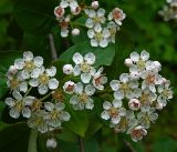 × Sorbaronia mitschurinii