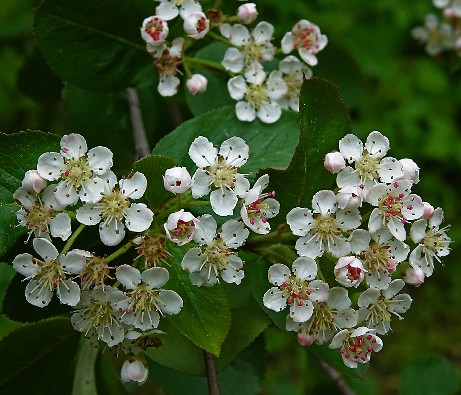 Изображение особи &times; Sorbaronia mitschurinii.