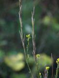 Erysimum hieraciifolium. Верхушки побегов с плодами и цветками. Ленинградская обл., Всеволожский р-н, ж.-д. ст. Девяткино. 10.10.2009.