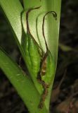 Colchicum umbrosum