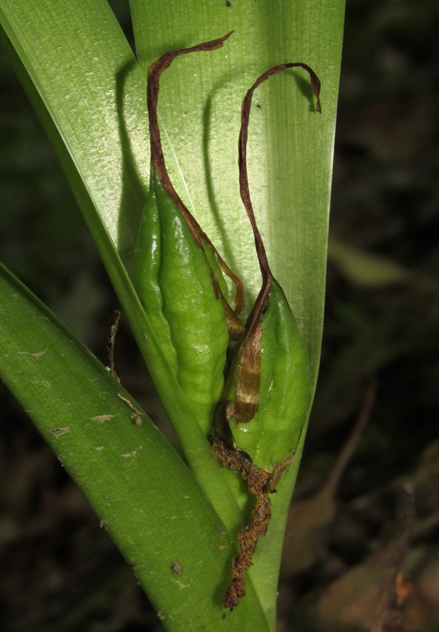 Image of Colchicum umbrosum specimen.