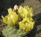 Opuntia phaeacantha var. camanchica