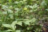 Geum urbanum