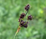 Luzula multiflora. Соплодие. Московская обл., Раменский р-н, окр. ж.-д. платформы Хрипань, залежь. 17.06.2017.