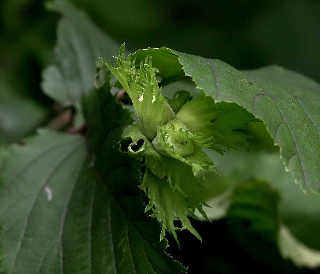 Изображение особи Corylus avellana.