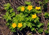 Trollius ranunculinus. Цветущие растения. Адыгея, плато Лагонаки, ≈ 2000 м н.у.м., субальпийский луг, на краю снежника. 04.07.2017.