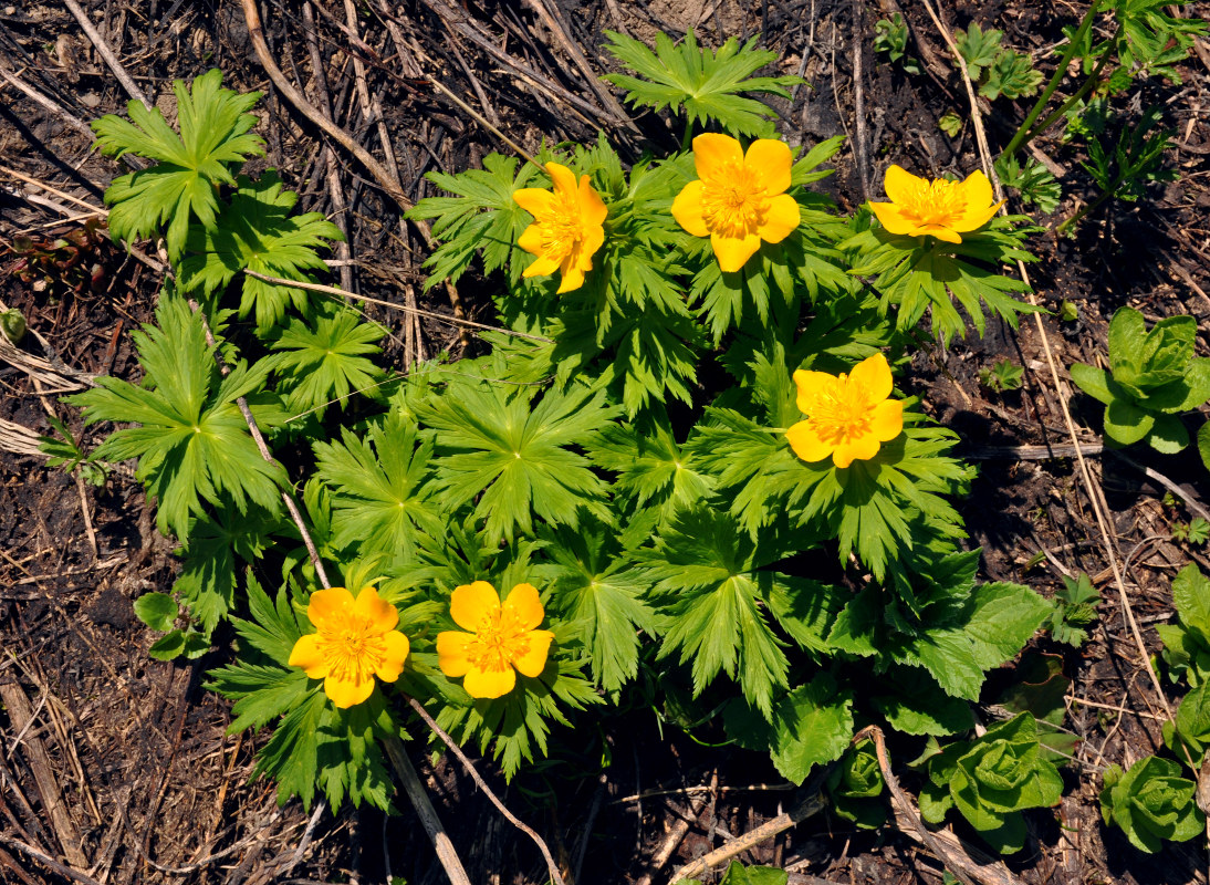 Изображение особи Trollius ranunculinus.