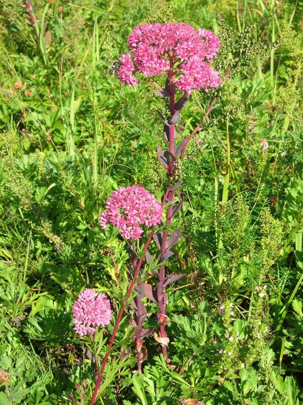 Изображение особи Hylotelephium triphyllum.