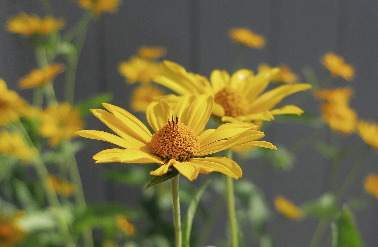 Изображение особи Heliopsis helianthoides ssp. scabra.