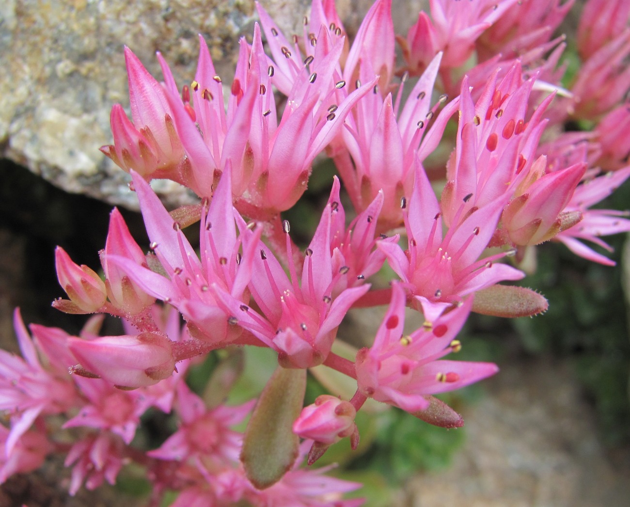 Изображение особи Sedum spurium.