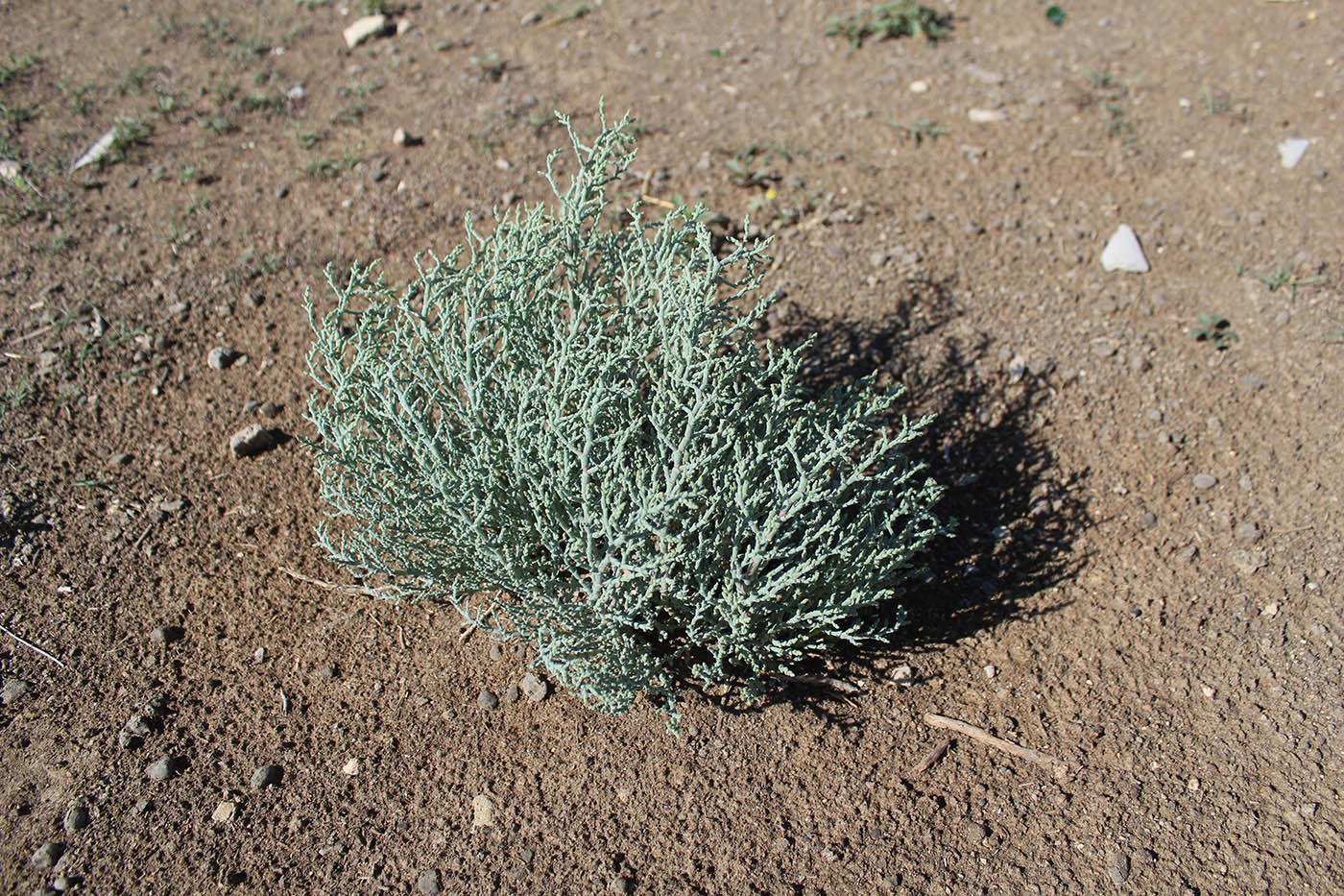 Image of genus Anabasis specimen.