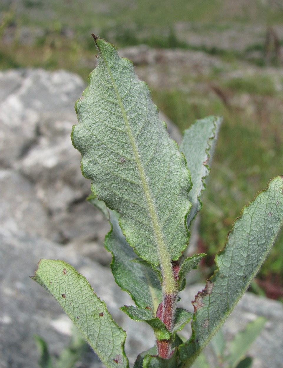 Image of genus Salix specimen.