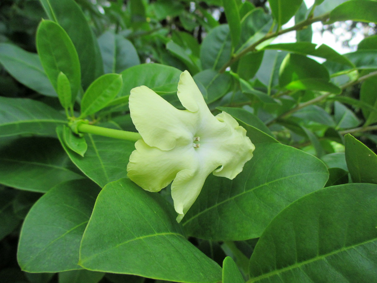 Изображение особи Brunfelsia americana.