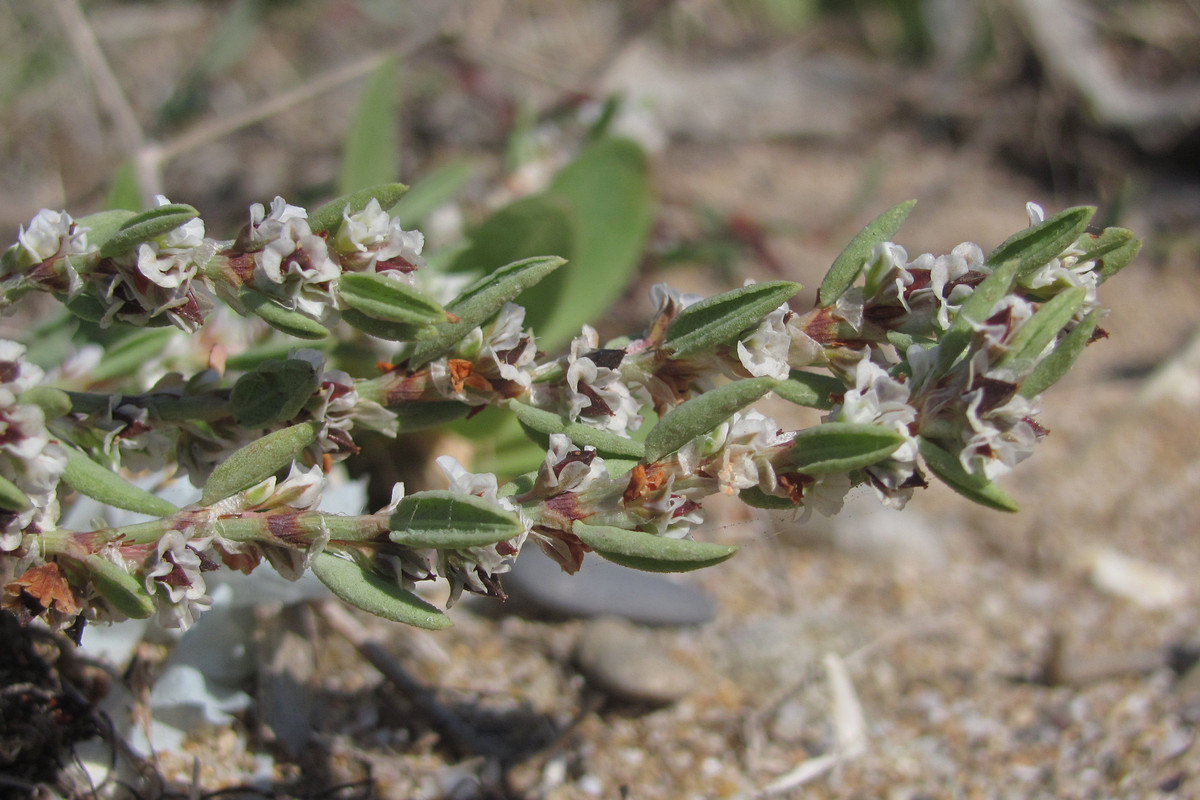 Изображение особи Polygonum maritimum.