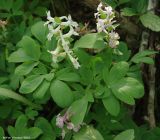 Corydalis marschalliana. Цветущее растение. Дагестан, окр. Махачкалы. 07.04.2010.