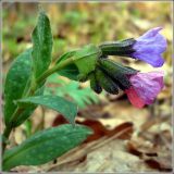 Pulmonaria obscura. Верхушка побега с соцветием. Чувашия, окрестности г. Шумерля, пойма р. Паланка. 6 апреля 2008 г.