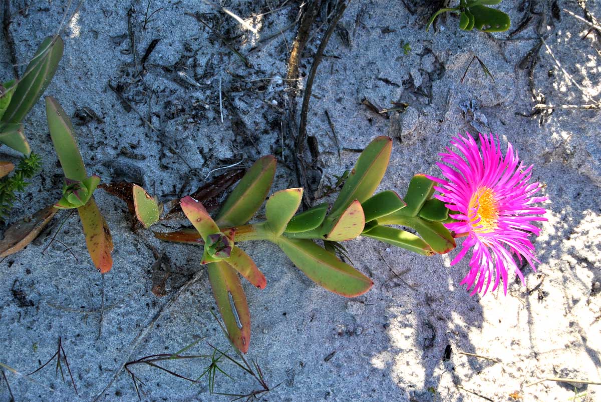 Image of Carpobrotus edulis specimen.