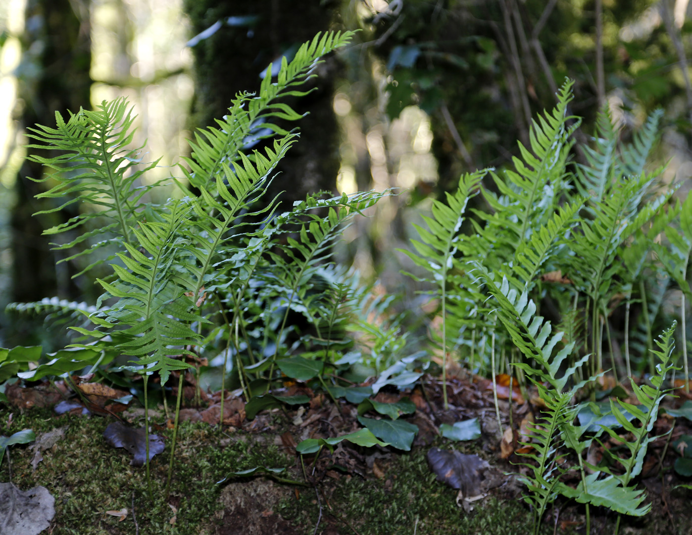 Image of Polypodium vulgare specimen.