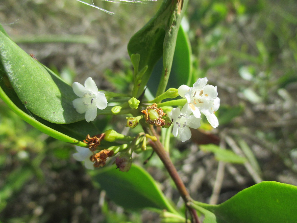 Image of Myoporum boninense specimen.